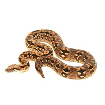 Dumerils Boa for sale