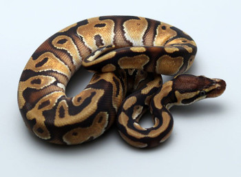 Moochie Ball Python Male 38-3A exact one for sale