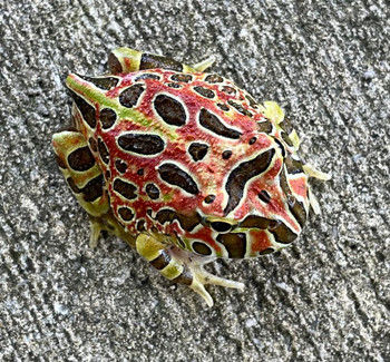 Ornate Pac Man Frog for sale