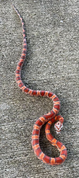 Sunkissed  OKEETEE Corn Snake for sale (Pantherophis guttata)