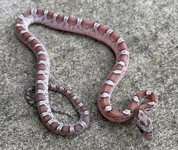 Granite Pied Corn Snake for sale (Pantherophis guttata) 