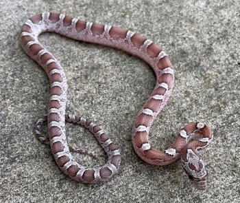 Granite Pied Corn Snake for sale (Pantherophis guttata)
