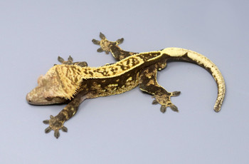 Select Crested Geckos for sale (Rhacodactylus ciliatus)MALE  m7-2a