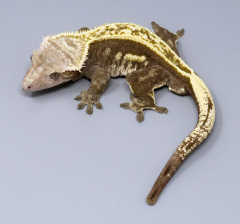 Select Crested Geckos for sale (Rhacodactylus ciliatus)MALE  m8-7b