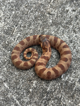 Sable Anaconda Hognose for sale