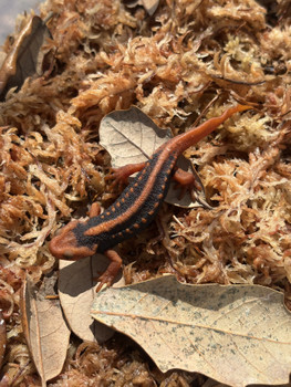 Emperor Newts (Tylototriton shanjing)  for sale Emperor Newts (Tylototriton shanjing)  for sale