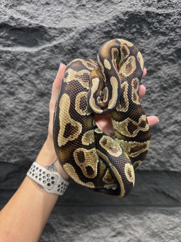 Hurricane YB Ball Python  for sale   (Python regius)MALE 