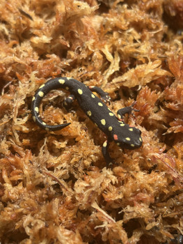 Kurdistan Newt (Neurergus derjugini) for sale Kurdistan Newt (Neurergus derjugini) for sale