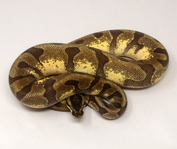 Enchi Calico?  Ball Python  for sale   (Python regius)FEMALE F16c-78