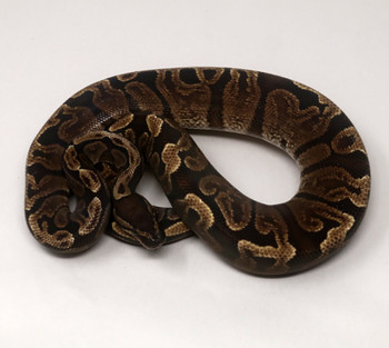 GHI Ball Python  for sale   (Python regius)FEMALE F6C-78