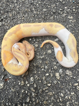 Coral Glow Piebald Ball Python for sale