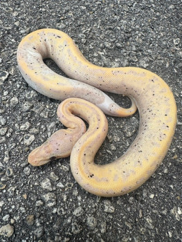 Coral Glow Piebald Ball Python for sale (Python regius) #2