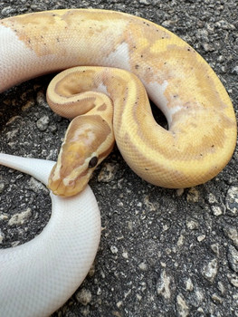 Coral Glow Piebald Ball Python for sale
