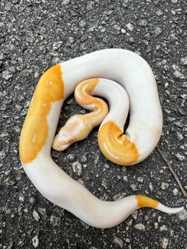 Albino Piebald Ball Python for sale (Python regius) #1