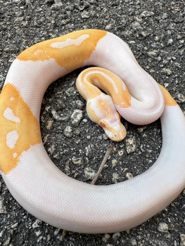 Albino Piebald Ball Python for sale #2