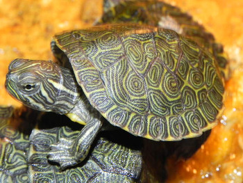 Hieroglyphic Cooter For Sale