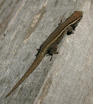 Cape Dwarf Geckos for sale (Lygodactylus capensis)