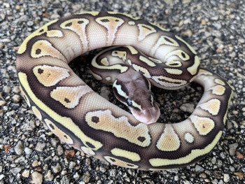 Pastel Lesser Ball Python for sale (Python regius)  Pastel Lesser Ball Python for sale (Python regius)