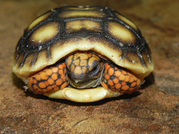 Red Foot Tortoises for sale