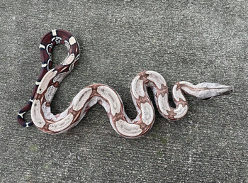 Suriname Red Tail Boas for sale (Boa constrictor constrictor)