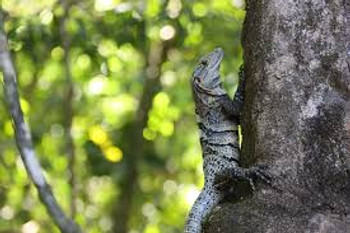 Spiney Tail Iguana Juveniles for sale