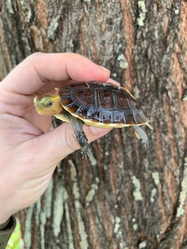 Chinese Box Turtle for sale
