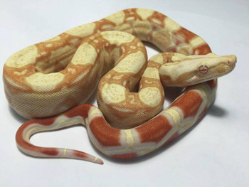 Albino Boa Constrictors for sale