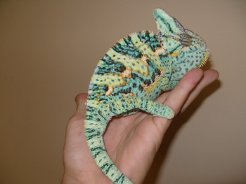 Veiled Chameleons for Sale (Chameleo calypratus) - ADULT 