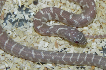 Snow Florida King Snake for sale