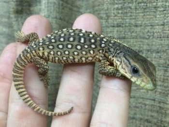 Baby Savannah Monitors for sale
