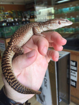 Ackie Monitor ( Varanus acanthurus) - YELLOW