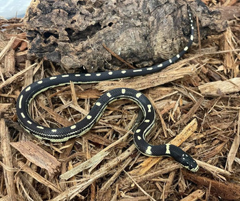 California King Snake for sale (Lampropeltis getula californiae) - Coastal Abberant  MALES ONLY