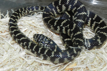 Florida King Snake for sale ( Lampropeltis getula floridana)