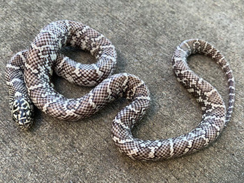 【f-arai】KING SNAKE Swamp Hypo Brooks King Snakes for sale | Snakes at Sunset