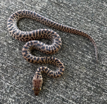 Childrens Python for sale