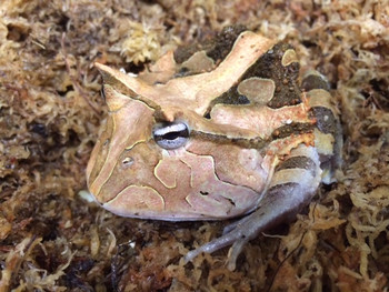 Suriname Horn Frog for sale - Brown