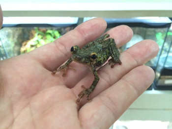 Tree Frog for sale