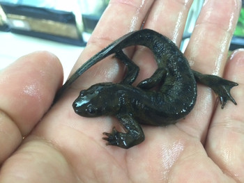 Spanish Ribbed Newts for sale