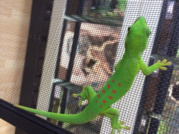 Giant Day Gecko for sale (Phelsuma grandis)