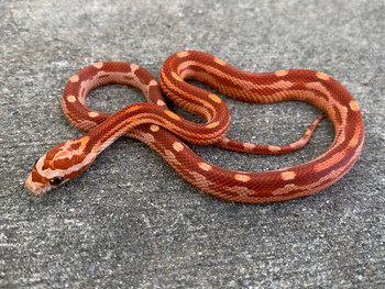 Motley Tessera Corn Snakes for sale | Snakes at Sunset