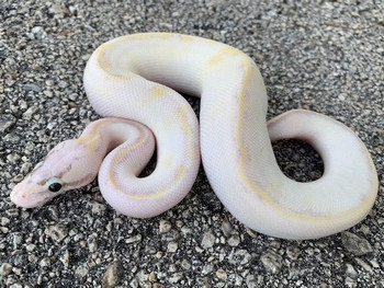 Pastel Ivory Ball Python for sale | Snakes at Sunset