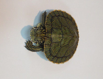 Texas River Cooter for sale