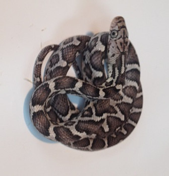 Anery Mexican Rat Snake for sale