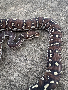 Angolan Pythons for sale (Python anchietae)