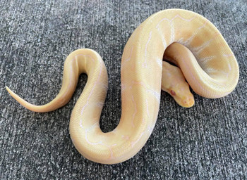 Albino Spider Ball Pythons for sale (Python regius)