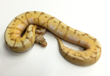 Coral Glow Bumble Bee Ball Python for sale | Snakes at Sunset
