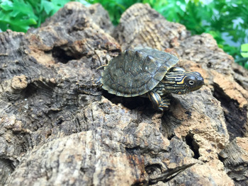 Texas Map Turtles for sale | Snakes at Sunset