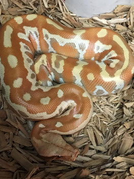 T+ Albino Blood Python for sale | Snakes at Sunset