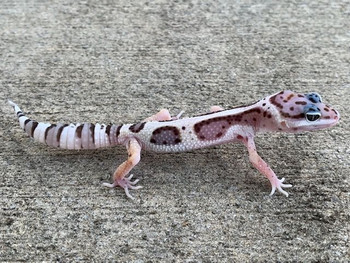 Mack Jungle Snow Leopard Gecko for Sale | Snakes at Sunset