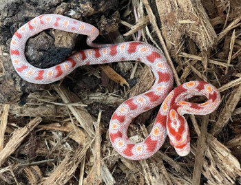 Albino Okeetee Corn Snake for sale (Pantherophis guttatus)